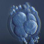embryon 4 cellules